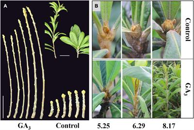 Gibberellin Induced Transcriptome Profiles Reveal Gene Regulation of Loquat Flowering